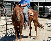 trail-horse-quarter