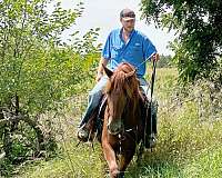 ranch-horse-quarter