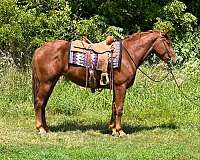 beginner-quarter-horse