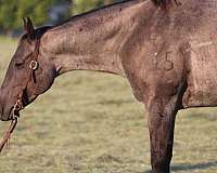 ranch-horse-quarter