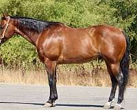 bay-roan-none-horse