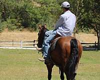 beginner-quarter-horse