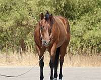 trail-horse-quarter