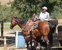 husband-safe-quarter-horse