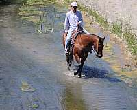 ranch-quarter-horse