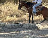 ranch-work-quarter-horse