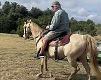 champagne-hazel-eyes-horse