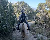 gaited-tennessee-walking-horse