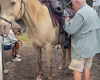 trails-tennessee-walking-horse