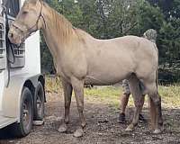 champagne-tennessee-walking-horse