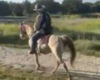 gentle-tennessee-walking-horse