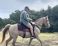 smooth-tennessee-walking-horse