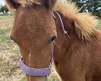 buckskin-paint-sorrel-flaxen-mane-n-tail-horse