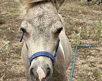 colts-miniature-horse