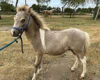 buckskin-paint-miniature-horse