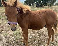 sorrel-flaxen-mane-n-tail-miniature-horse