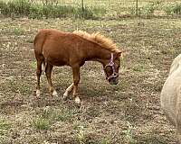 sorrel-flaxen-mane-n-tail-colt