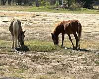 gentle-miniature-horse