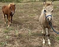 colts-miniature-horse