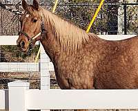 dappled-quarter-horse