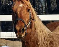 flaxen-mane-quarter-horse