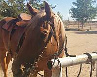 penning-quarter-horse