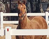 dappled-quarter-horse