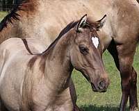 grulla-heart-shaped-star-horse