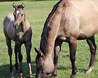 grulla-quarter-horse-foal