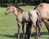 bueno-chex-foal