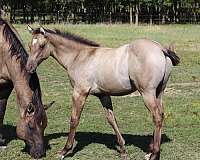 10-hand-quarter-horse-foal