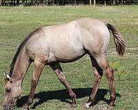 10-hand-foal