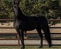 willing-to-work-friesian-horse