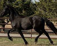 black-none-horse