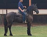 sjoerd-horse