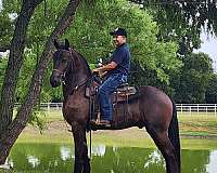 sjoerd-gelding