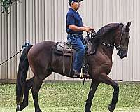 willing-to-work-friesian-horse