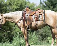 athletic-quarter-horse