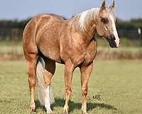 ranch-versatility-quarter-horse