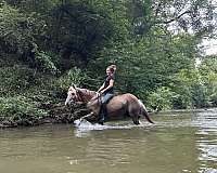 husband-pony-haflinger