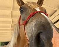 haflinger-pony