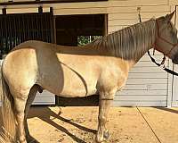 pony-club-haflinger