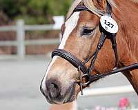 kid-safe-haflinger-pony