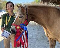 beginner-haflinger-pony