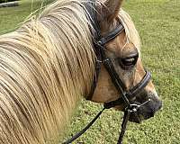 all-around-haflinger-pony