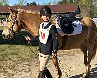 dressage-haflinger-pony