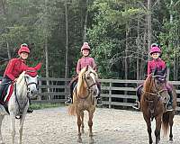 driving-haflinger-pony