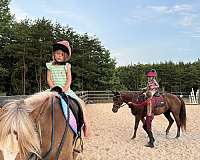 english-pleasure-haflinger-pony