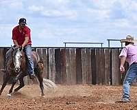 flashy-quarter-horse