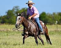 husband-safe-quarter-horse